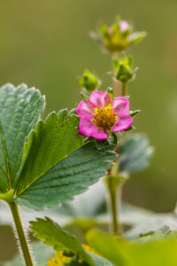 Pink strawberry blossom, Garden Strawberry, Fragaria ananassa Pink strawberry blossom, Garden Strawberry, Fragaria ananassa